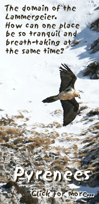 birding in spain birding winter holidays pyrenees photo